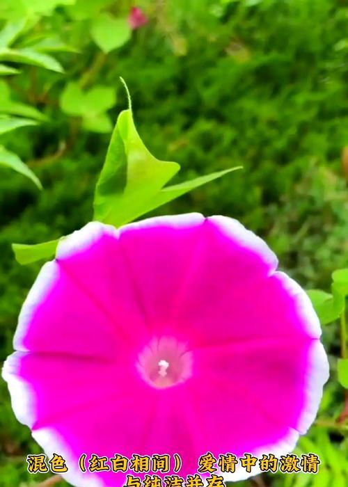 牵牛花作为本命花意味着什么？花语有哪些？