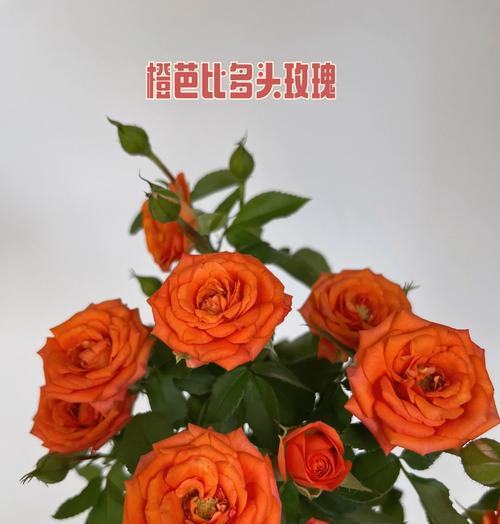 自由且美好的花语是什么？