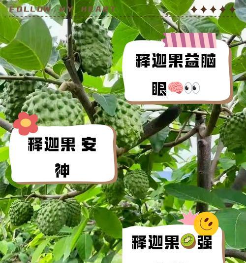 释迦果树的花语有何特别之处？