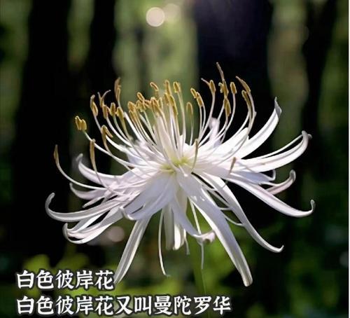 彼岸花的花语有哪些含义？