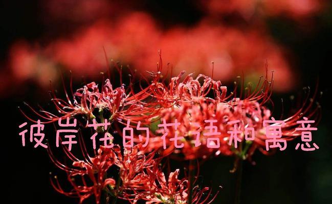 彼岸花的花语有哪些含义？