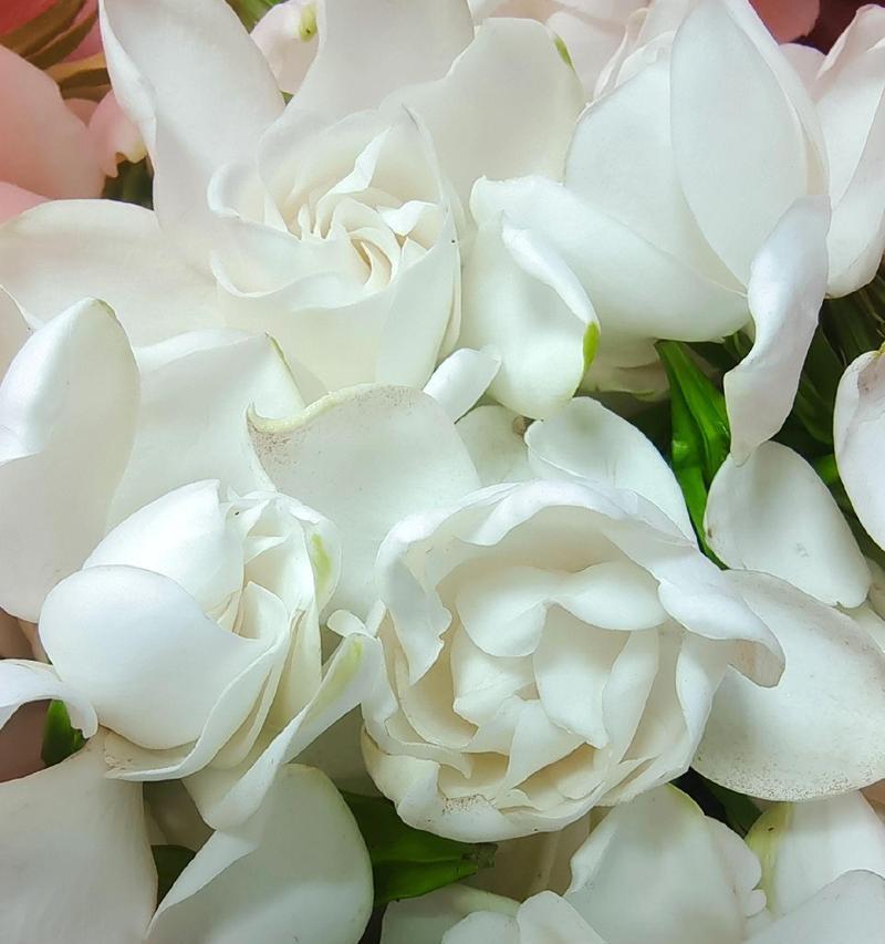 紫栀子花语有哪些深层含义？