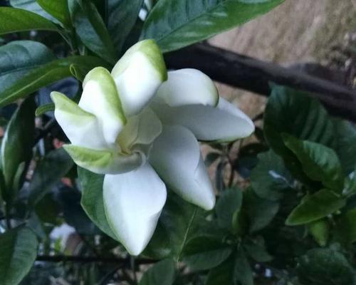 紫栀子花语有哪些深层含义？