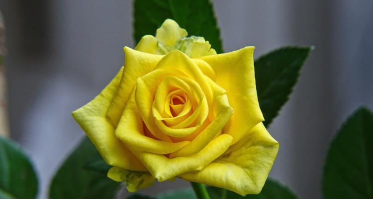 玫瑰花花语含义与颜色象征深度解析