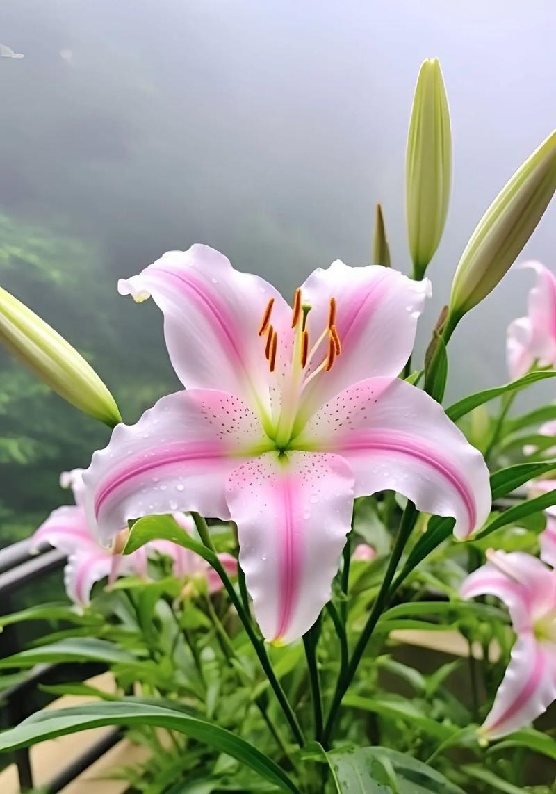 花语“万事顺心”代表什么含义？