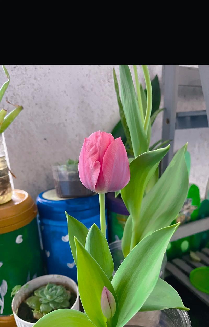郁金香所体现的花语是什么？这种花语如何影响我们的生活？