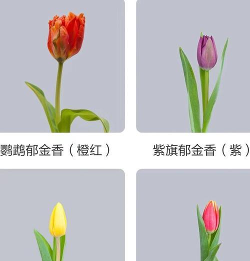 郁金香所体现的花语是什么？这种花语如何影响我们的生活？