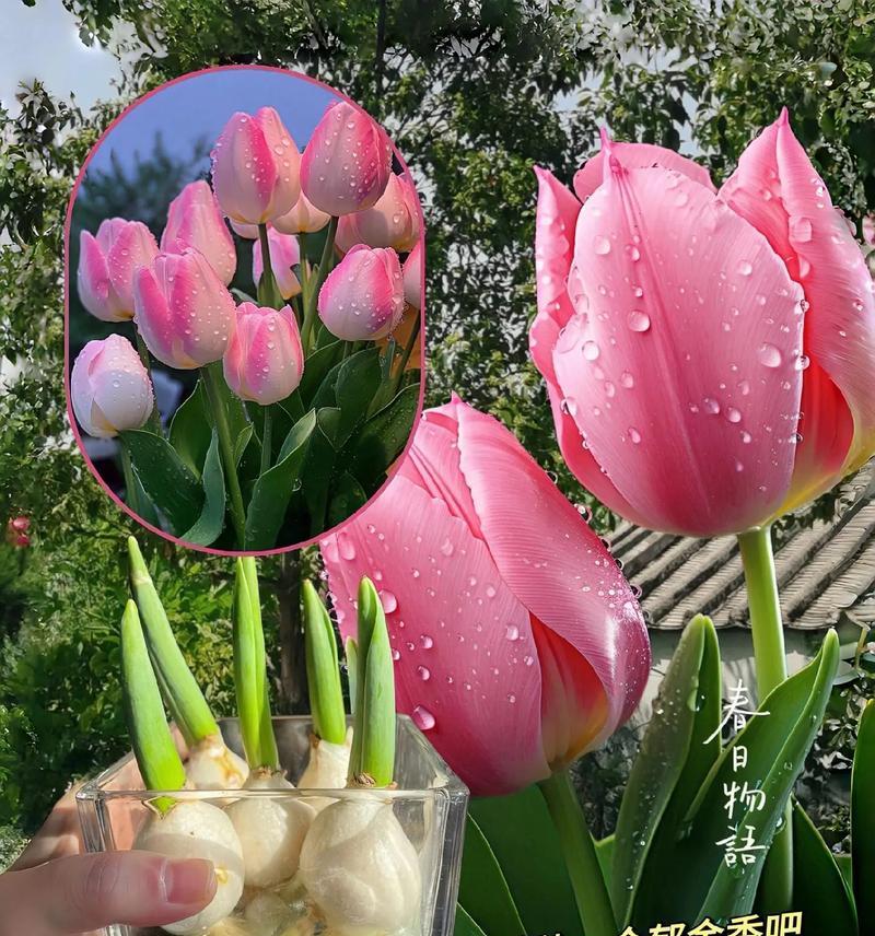 郁金香所体现的花语是什么？这种花语如何影响我们的生活？
