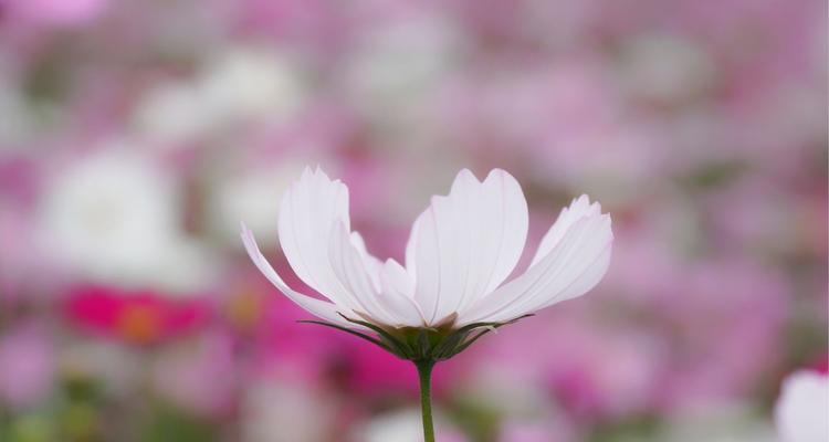 格桑花的花语与象征意义深度解读