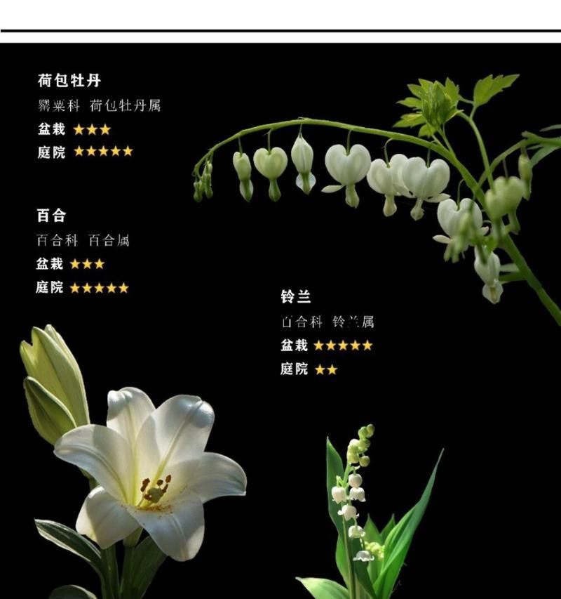 白色花朵花语解读：纯洁与尊敬的象征