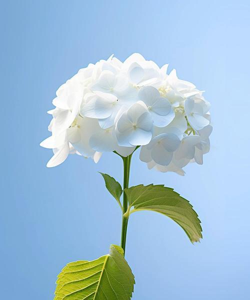 白色花朵花语解读：纯洁与尊敬的象征