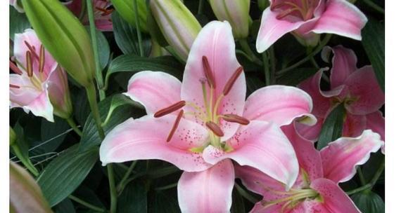 百合花的花语是什么？百合花代表了哪些美好寓意？