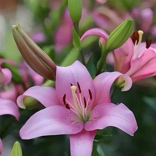 象征接纳的花语有何含义？它代表了哪些情感？