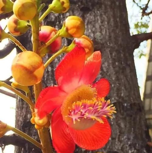 菩萨树的花语有何寓意？