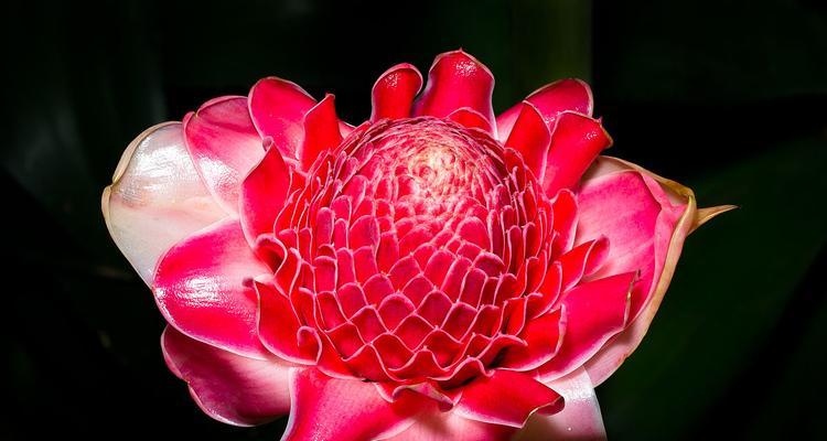 种姜人偏爱哪种花语？揭秘园艺种植文化背后的深厚情感