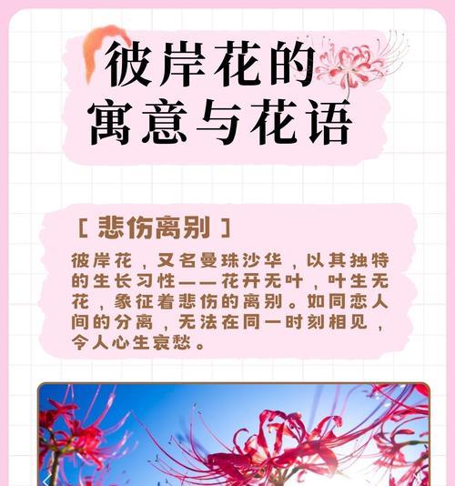 种姜人偏爱哪种花语？揭秘园艺种植文化背后的深厚情感
