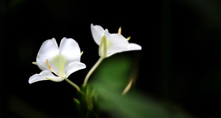 种姜人偏爱哪种花语？揭秘园艺种植文化背后的深厚情感