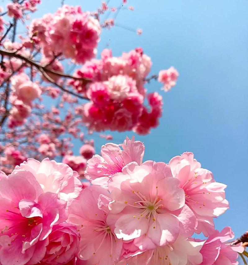粉樱花：爱情与希望的使者
