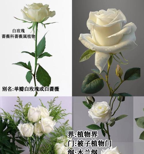 墓园中白玫瑰的花语是什么？白玫瑰在墓园中代表了什么？