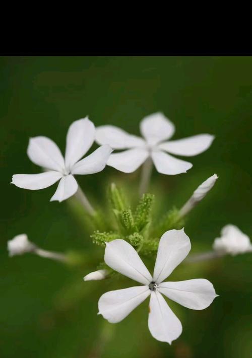 白紫兰花的花语寓意有哪些？