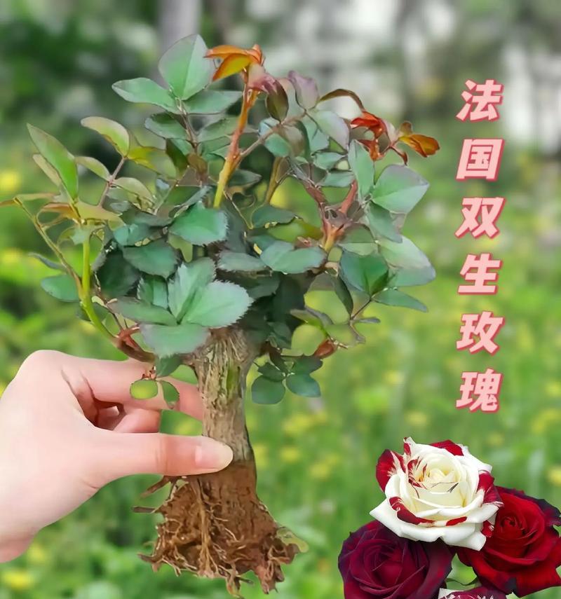 玫瑰与茉莉：友谊与神秘的花语深度解读