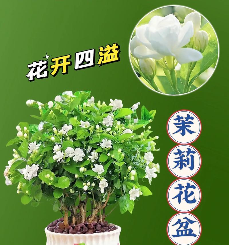 玫瑰与茉莉：友谊与神秘的花语深度解读