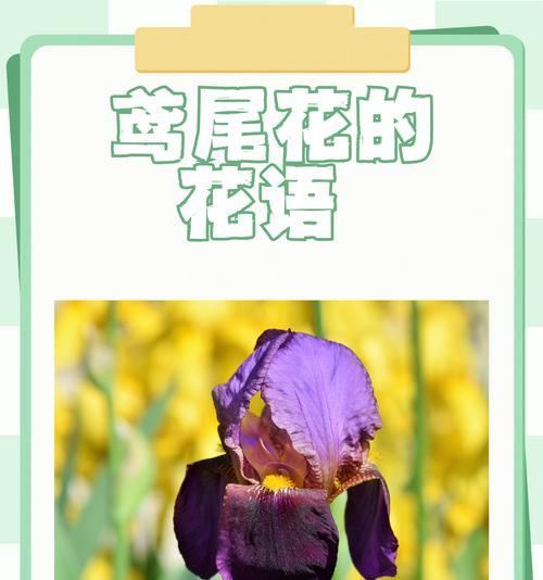 如何用花语表达对你的爱？