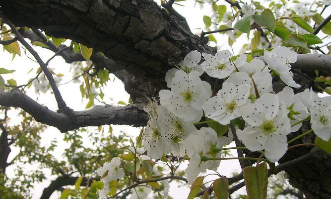 梨花的花语与寓意深度解读