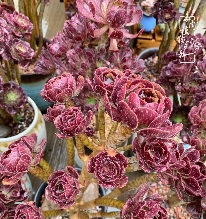 龙年本命年的花语有哪些讲究？