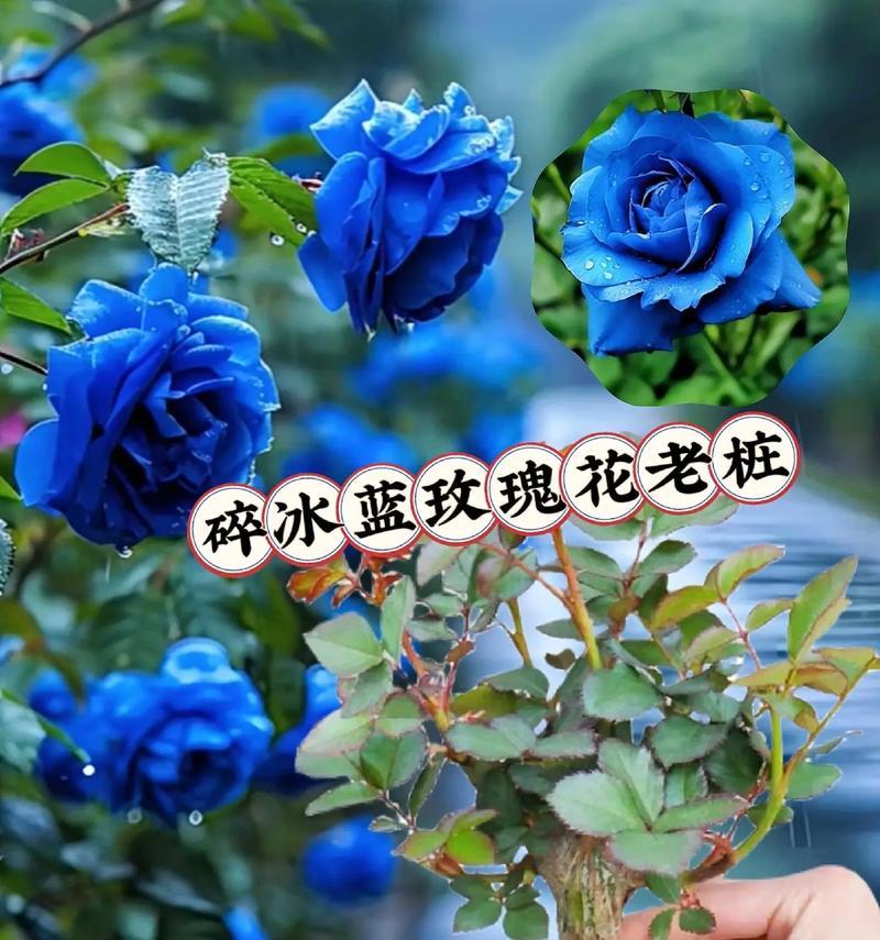 十八朵玫瑰花的花语是什么？