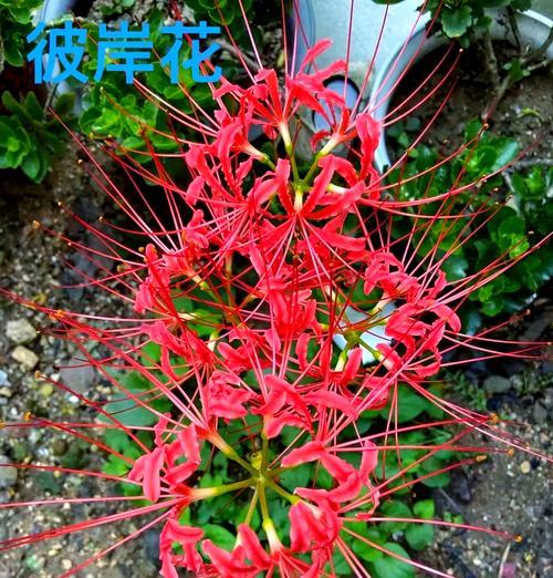 阴暗的花语和寓意代表了什么？