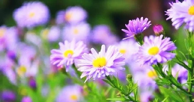 雏菊花语在花海中扮演什么角色？它的寓意是什么？