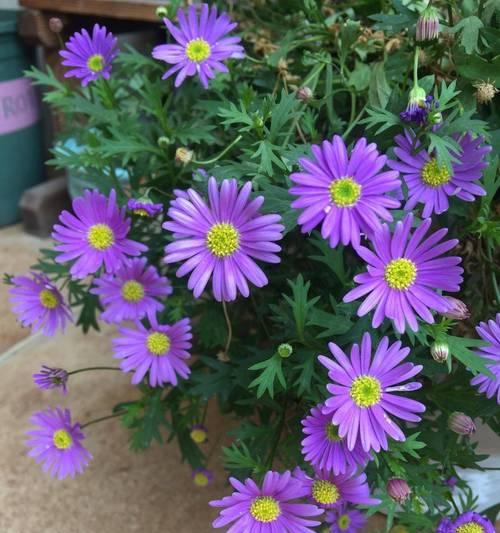 形容土气的花语属于哪种花？