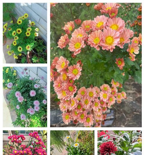 形容土气的花语属于哪种花？