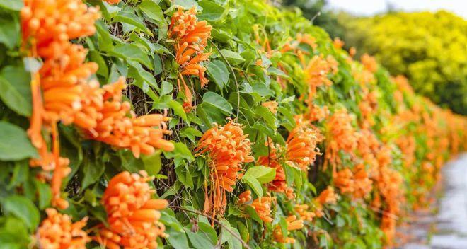 哪种花的花语代表绝望囚禁？这种花语背后有什么故事？