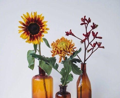 哪种花的花语代表绝望囚禁？这种花语背后有什么故事？