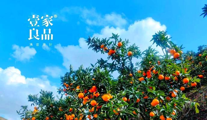 南丰蜜桔的花语代表了什么？
