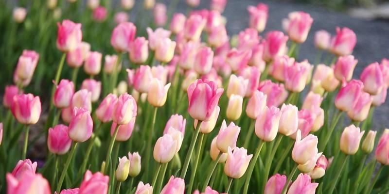 郁金香不同颜色的花语分别是什么？它们各自代表什么含义？