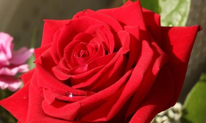 48支玫瑰花的花语是什么？它代表了什么意义？
