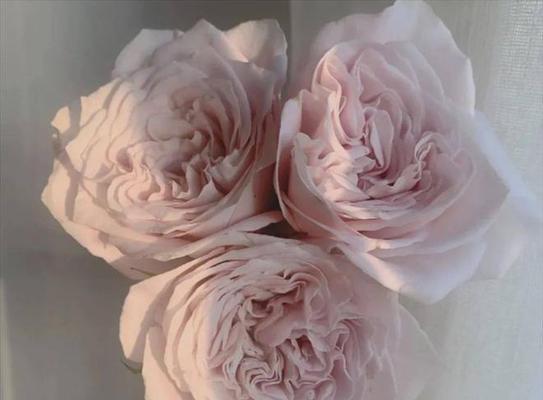 玫瑰花子弹的花语是什么？它通常用来表达什么情感？