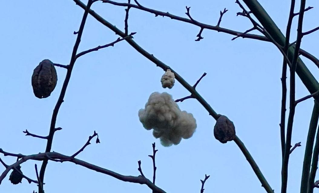 樱花彩蛋的花语与象征意义解读