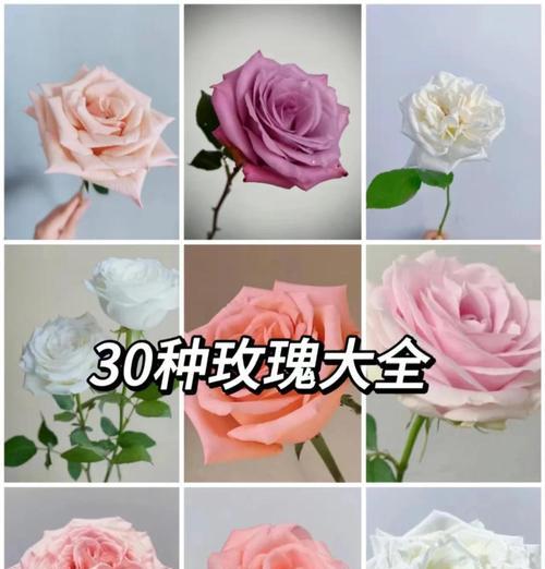 喷的绿色玫瑰的花语揭秘：它所传递的情感信息
