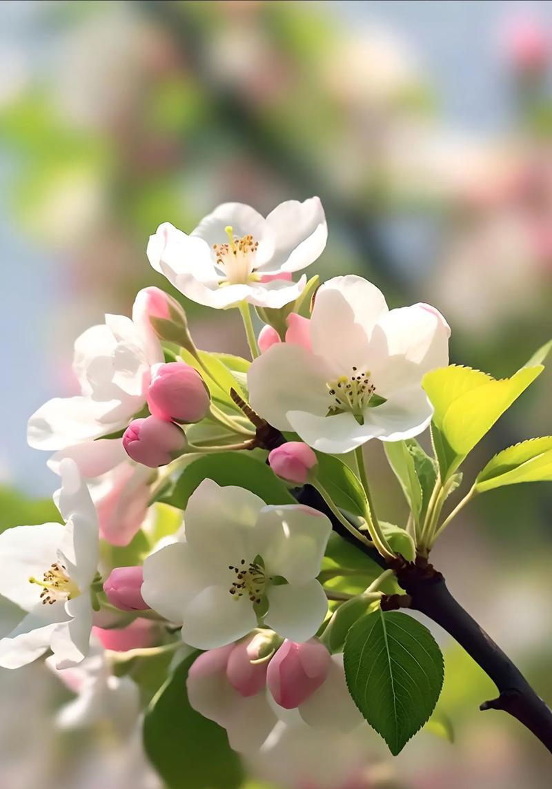 哪种花代表幸福的爱情？它的花语是什么？