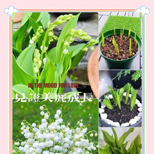 哪种花代表幸福的爱情？它的花语是什么？