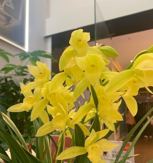 兰花的花语及其文化价值是什么？