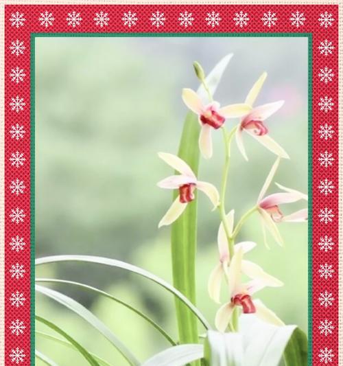 兰花的花语及其文化价值是什么？