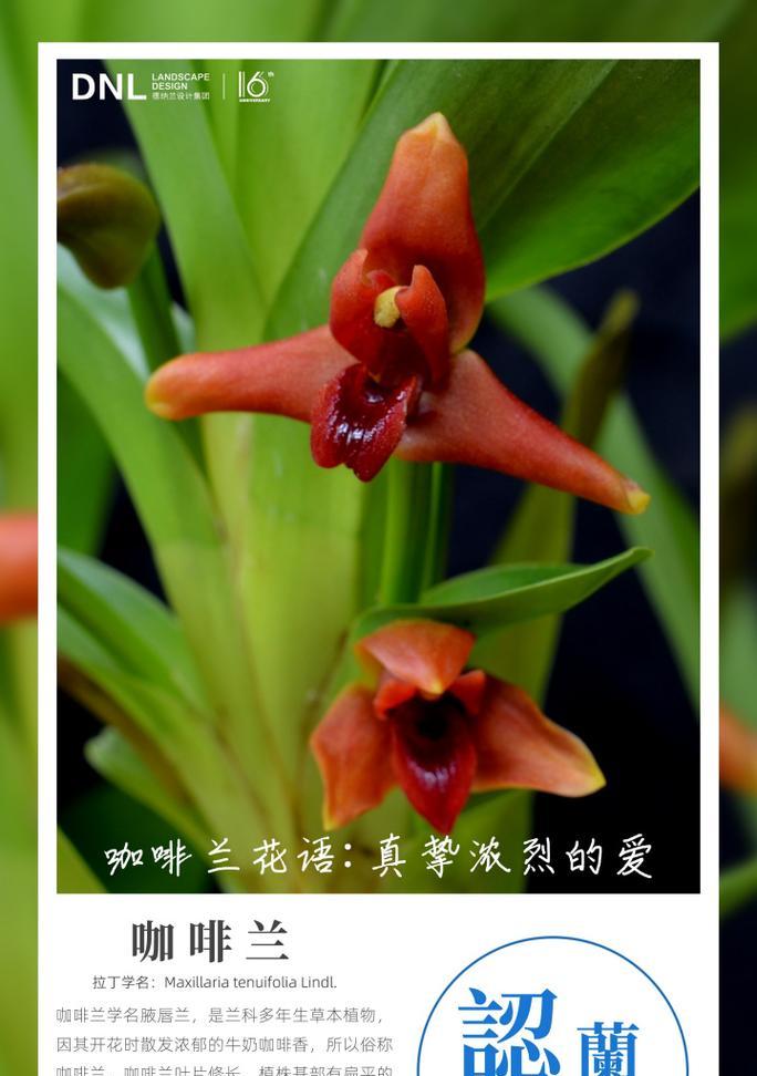 兰花的花语及其文化价值是什么？