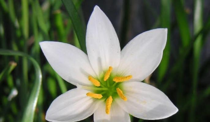 韭菜与水仙：花卉界的象征与花语解析