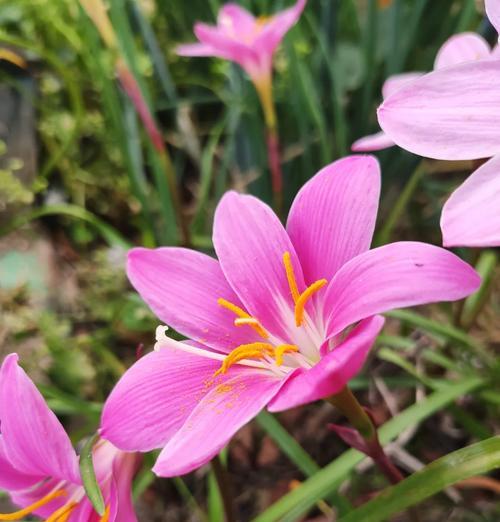 韭菜与水仙：花卉界的象征与花语解析