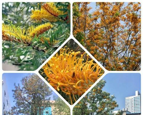 五瓣梅的花语和寓意深度解析